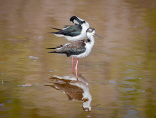 Black necked stilt, shore bird in the Galapagos.