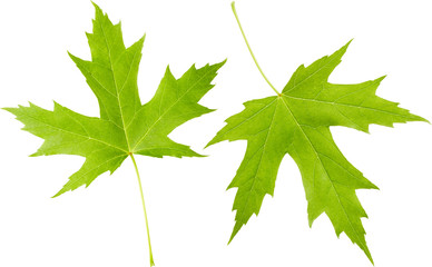 Maple leaves
