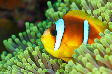 Twoband anemonefish (Amphiprion bicinctus) in the Red Sea, Egypt.