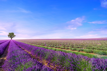 Naklejka na ściany i meble Beautiful image of lavender field Summer landscape