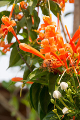 flower Pyrostegia Venusta