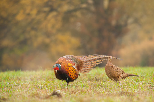 Zaloty Images – Browse 139 Stock Photos, Vectors, and Video | Adobe Stock