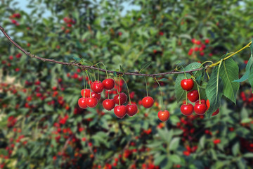 Sweet cherries on orchard trees