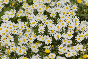 Fototapeta premium campo di margherite2