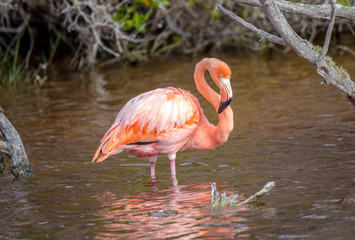 Flamingo, Galapagos Islands, Ecuador