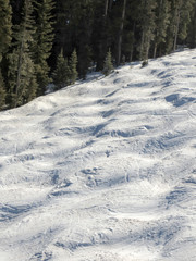 Empty moguls and pine trees at Purgatory in Durango, CO