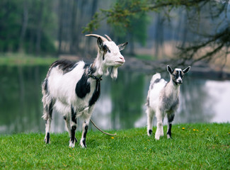 Goat with kid Goat  on nature near lake