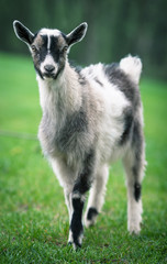 baby goat on green grass