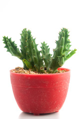 Cactus in flowerpot