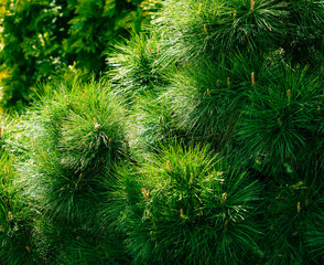 Background of Christmas tree branches