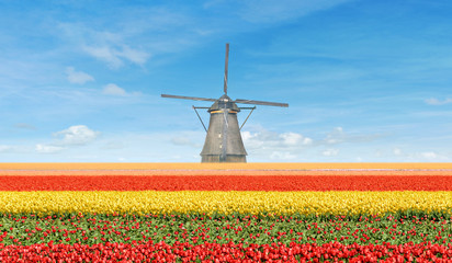 Tulips and windmill