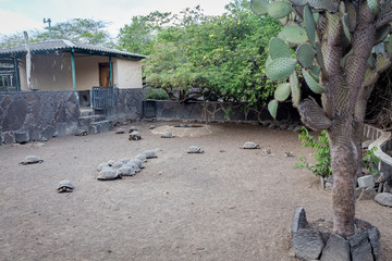 Fototapeta na wymiar Arnaldo Tupiza Chamaidan, Giant Tortoise Breeding Center, Isabela Island, Galapagos Islands