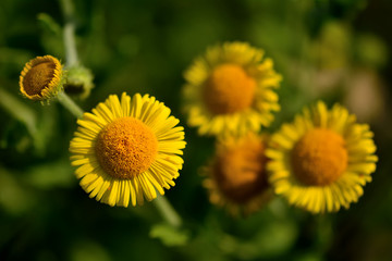 Common fleabane (Pulicaria dysenterica) close up of flowers. Yellow flowers on plants in the daisy family (Asteraceae), growing on a British woodland edge