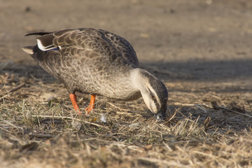 餌を探すカルガモ