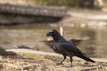 水辺のカラス