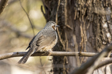 枝にとまるヒヨドリ
