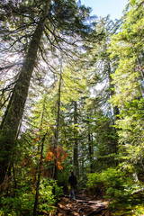 Obraz premium a girl walking on a hiking trail in the middle of a lush forest with giants pines trees in the rocky mountains for british columbia during a sunny day