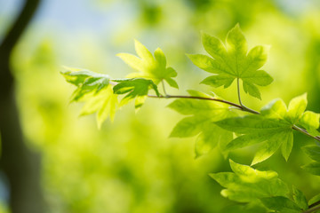 新緑の葉