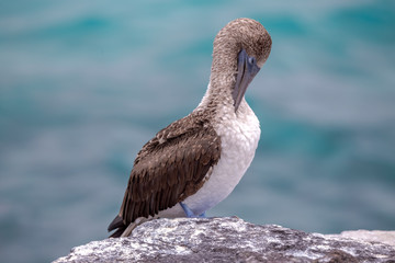 Blue feet booby in Galapagos Island