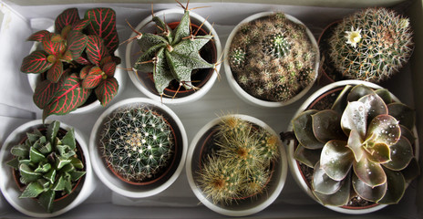 Mix of cactuses and other plants in the white pots