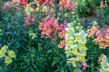 Obraz premium crimson antirrhinum (snapdragon) flower in public garden, Chiang Mai province, Thailand