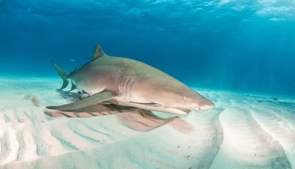 Naklejka premium Lemon shark