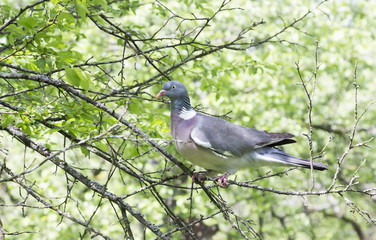 Wood pigeon (Columba palumbus), sits on a tree branch