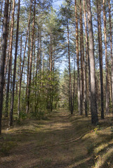 Path in summer forest