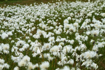 Cotton grass