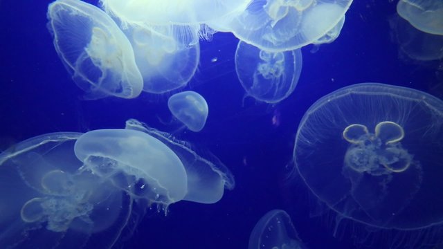 Jellyfish Drifting Background