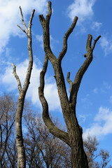 Trees with cut branches