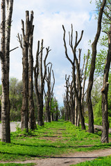Trees with cut branches
