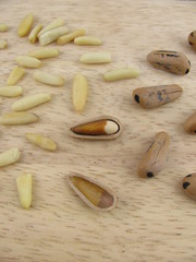 Pinienkernvariation