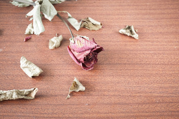 The last valentine rose.