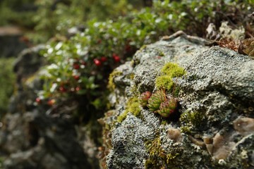 Steinrosen in der Natur