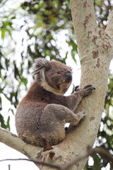 Koala (Phascolarctos cinereus)