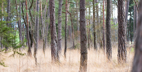 Baumstamm im Zauberwald mit Feen