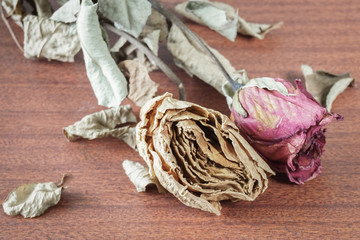 The last valentine rose.