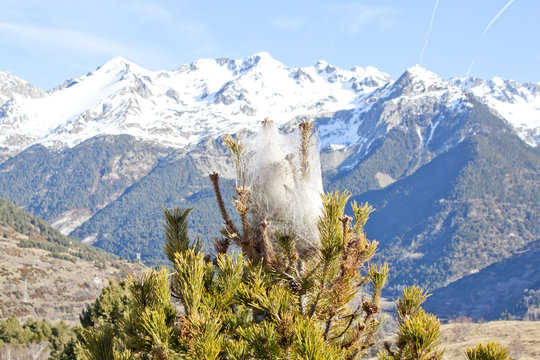 Processionary caterpillar in a pine tree