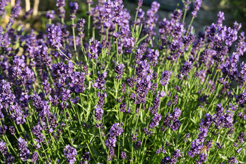 Obraz premium Gardens with the flourishing lavender