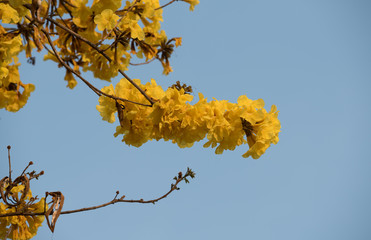 Dwarf Golden Trumpet flower in Thai, Thailand