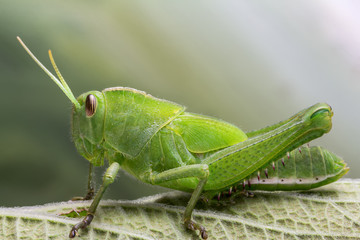 green locust detail