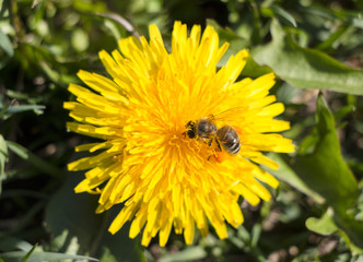Yellow dandelion with bee