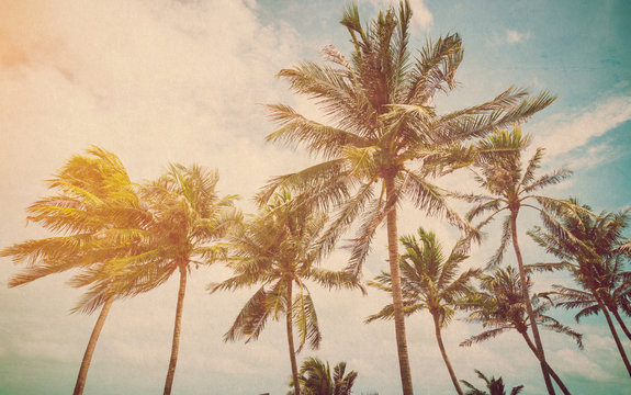 Coconut palm on sea beach with vintage effect.
