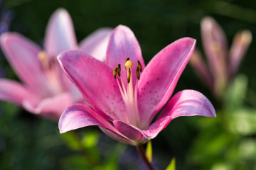 Obraz na płótnie Canvas pink lily flower in garden