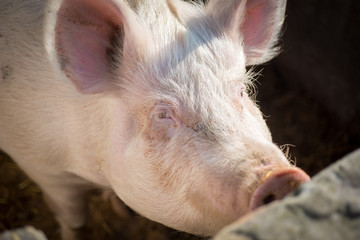 Big pig is feeding on pig breeding farm