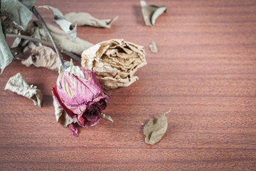 The last valentine rose.