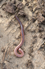 earthworm