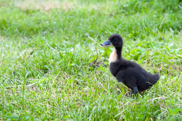 favorite blue ducks