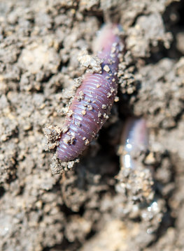 earthworm